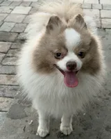 Dima, a male Pomeranian for sale in Winter Haven, FL – 2 of 3