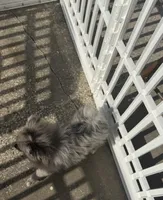 Smokey ~one blue eye, a male Pomeranian for sale in Winter Haven, FL – 3 of 8