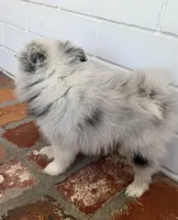 Blue, a male Pomeranian for sale in Winter Haven, FL – Photo 4 of 10