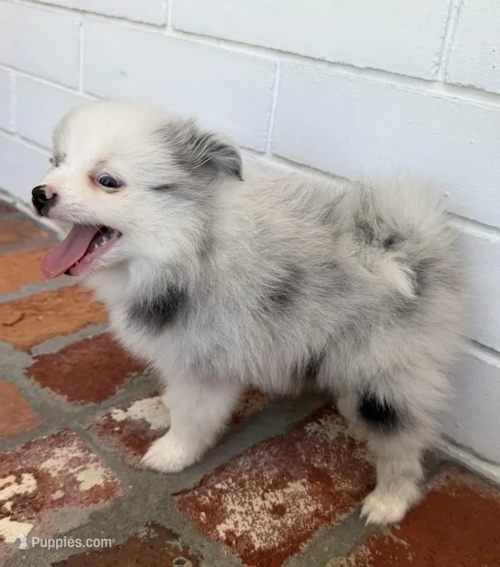 Blue – Pomeranian puppy for sale in Winter Haven, FL