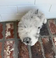 Blue, a male Pomeranian for sale in Winter Haven, FL – Photo 9 of 10