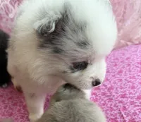 Blue, a male Pomeranian for sale in Winter Haven, FL – Photo 1 of 3