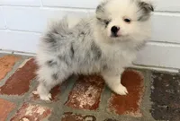 Blue, a male Pomeranian for sale in Winter Haven, FL – Photo 7 of 10
