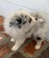 Blue, a male Pomeranian for sale in Winter Haven, FL – Photo 8 of 10