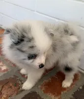 Blue, a male Pomeranian for sale in Winter Haven, FL – Photo 10 of 10