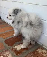 Blue, a male Pomeranian for sale in Winter Haven, FL – Photo 3 of 10