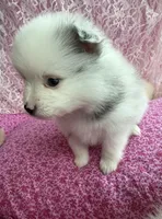 Blue, a male Pomeranian for sale in Winter Haven, FL – Photo 3 of 3