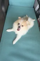 Dima, a male Pomeranian for sale in Winter Haven, FL – 3 of 9