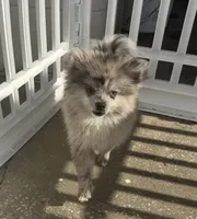 Smokey ~one blue eye, a male Pomeranian for sale in Winter Haven, FL – 6 of 8