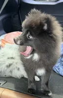 Onyx aka Bear  , a male Pomeranian for sale in Winter Haven, FL – 11 of 13