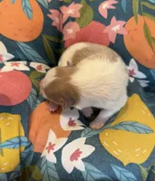 Mila, a female Pomeranian for sale in Winter Haven, FL – 2 of 4