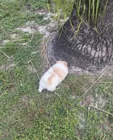 Dima, a male Pomeranian for sale in Winter Haven, FL – 7 of 9