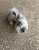 Stella, a female Pomeranian for sale in Winter Haven, FL – 2 of 6