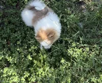 Mila, a female Pomeranian for sale in Winter Haven, FL – 3 of 10