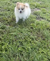 Dima, a male Pomeranian for sale in Winter Haven, FL – 8 of 9