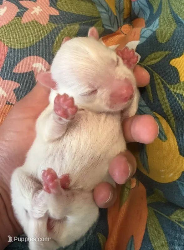Ana – Pomeranian puppy for sale in Winter Haven, FL