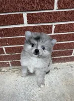 Smokey aka Fluffyton, a male Pomeranian for sale in Winter Haven, FL – Photo 7 of 10