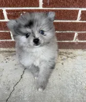 Smokey aka Fluffyton, a male Pomeranian for sale in Winter Haven, FL – Photo 3 of 10