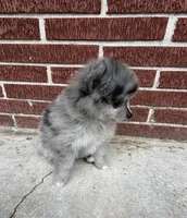 Smokey aka Fluffyton, a male Pomeranian for sale in Winter Haven, FL – Photo 9 of 10