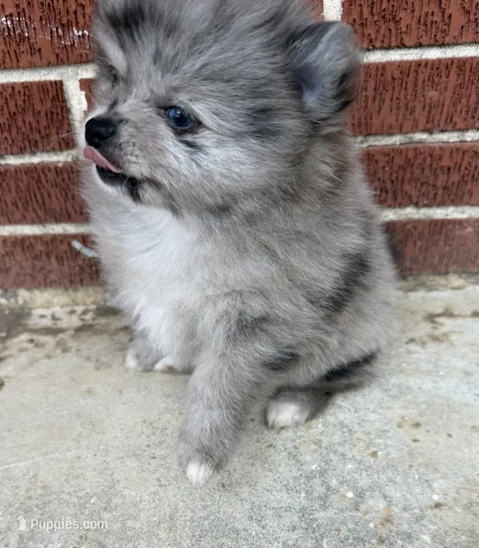 Fluffyton – Pomeranian puppy for sale in Winter Haven, FL