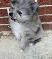 Smokey aka Fluffyton, a male Pomeranian for sale in Winter Haven, FL – Photo 1 of 10