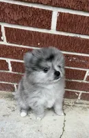Smokey aka Fluffyton, a male Pomeranian for sale in Winter Haven, FL – Photo 8 of 10