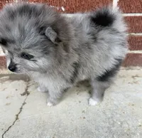 Smokey aka Fluffyton, a male Pomeranian for sale in Winter Haven, FL – Photo 4 of 10
