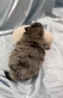 Fluffyton, a male Pomeranian for sale in Winter Haven, FL – Photo 3 of 3