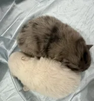 Fluffyton, a male Pomeranian for sale in Winter Haven, FL – Photo 2 of 3