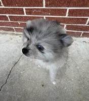 Smokey aka Fluffyton, a male Pomeranian for sale in Winter Haven, FL – Photo 6 of 10