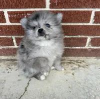 Smokey aka Fluffyton, a male Pomeranian for sale in Winter Haven, FL – Photo 2 of 10