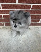 Smokey aka Fluffyton, a male Pomeranian for sale in Winter Haven, FL – Photo 5 of 10