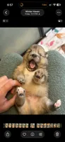 Marbles, a male Pomeranian for sale in Winter Haven, FL – 2 of 3
