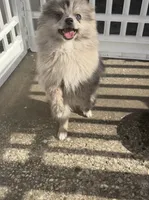 Smokey ~one blue eye, a male Pomeranian for sale in Winter Haven, FL – 5 of 8