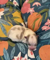 Misha, a male Pomeranian for sale in Winter Haven, FL – 1 of 4