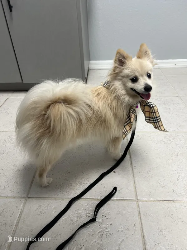 Star – Pomeranian puppy for sale in Winter Haven, FL