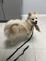 Star, a female Pomeranian for sale in Winter Haven, FL – Photo 1 of 3