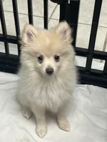 Star, a female Pomeranian for sale in Winter Haven, FL – Photo 2 of 3