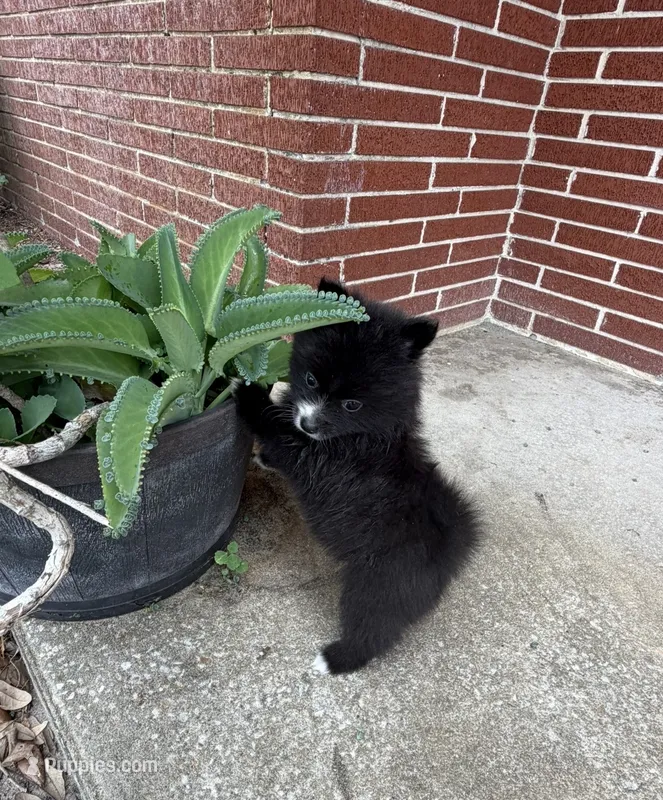 Apollo – Pomeranian puppy for sale in Winter Haven, FL