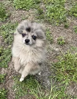 Smokey ~one blue eye, a male Pomeranian for sale in Winter Haven, FL – 1 of 7