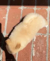 Ruby, a female Pomeranian for sale in Winter Haven, FL – Photo 5 of 9