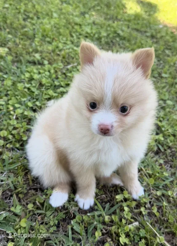 Ruby – Pomeranian puppy for sale in Winter Haven, FL