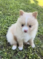 Ruby, a female Pomeranian for sale in Winter Haven, FL – Photo 1 of 9