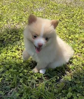 Ruby, a female Pomeranian for sale in Winter Haven, FL – Photo 8 of 9