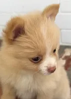 Ruby, a female Pomeranian for sale in Winter Haven, FL – Photo 2 of 9