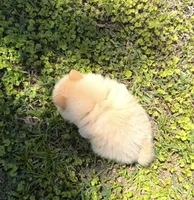 Ruby, a female Pomeranian for sale in Winter Haven, FL – Photo 6 of 9