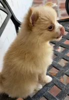 Ruby, a female Pomeranian for sale in Winter Haven, FL – Photo 3 of 9