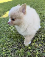 Ruby, a female Pomeranian for sale in Winter Haven, FL – Photo 4 of 9