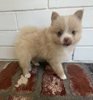 Ruby, a female Pomeranian for sale in Winter Haven, FL – Photo 9 of 9