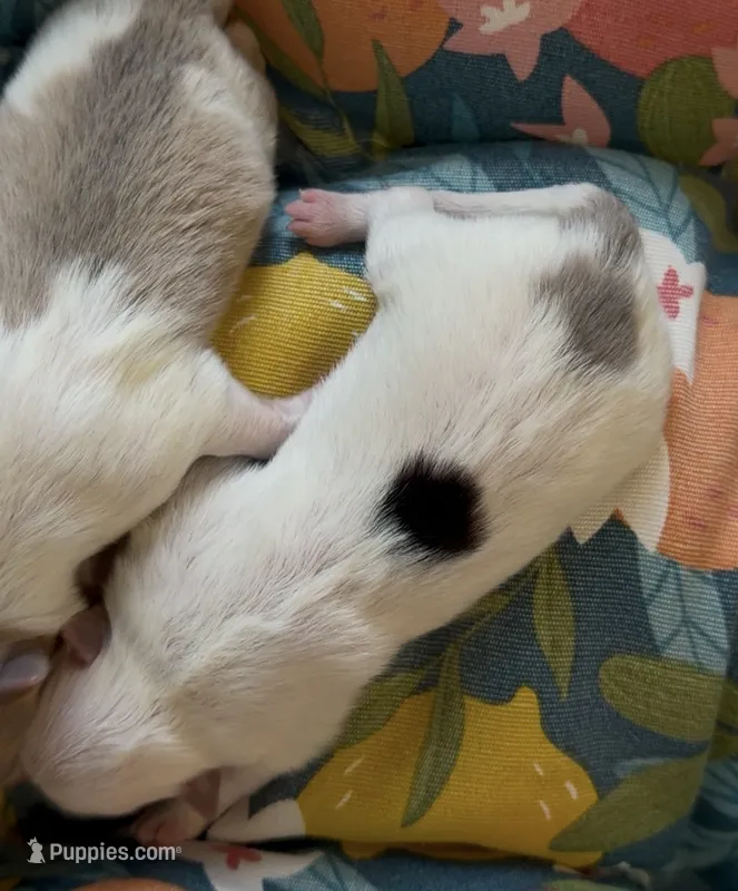Zaya – Pomeranian puppy for sale in Winter Haven, FL